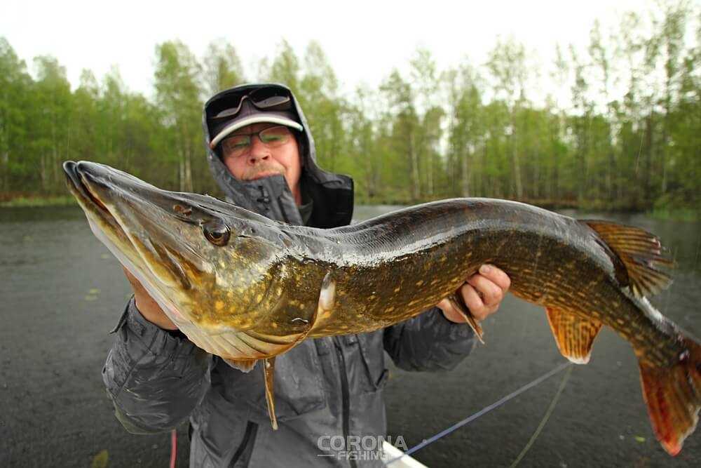 łowienie z powierzchni na jerki